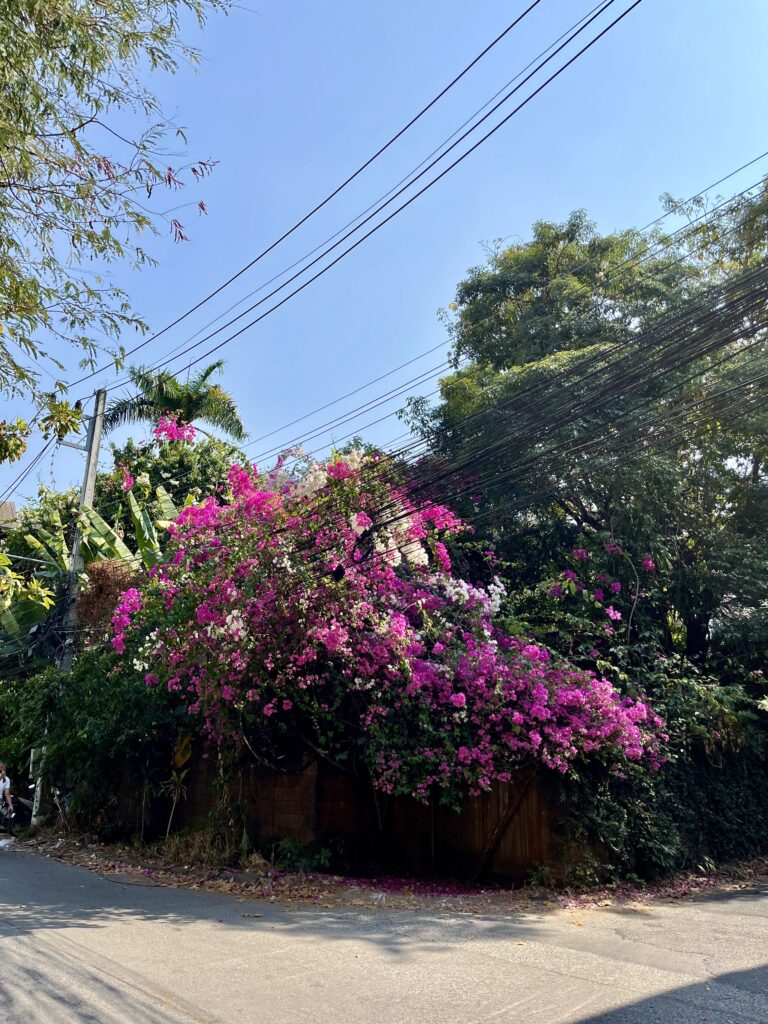 ブーゲンビリア