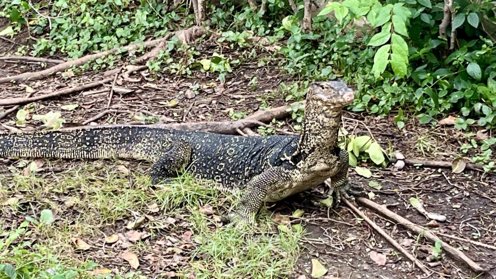 ルンピニ公園の歩くミズオオトカゲ
