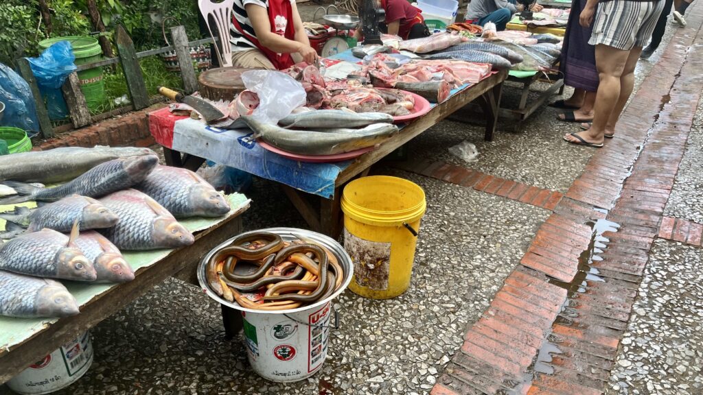 ルアンパバーンの朝市、新鮮な魚が並んでいる