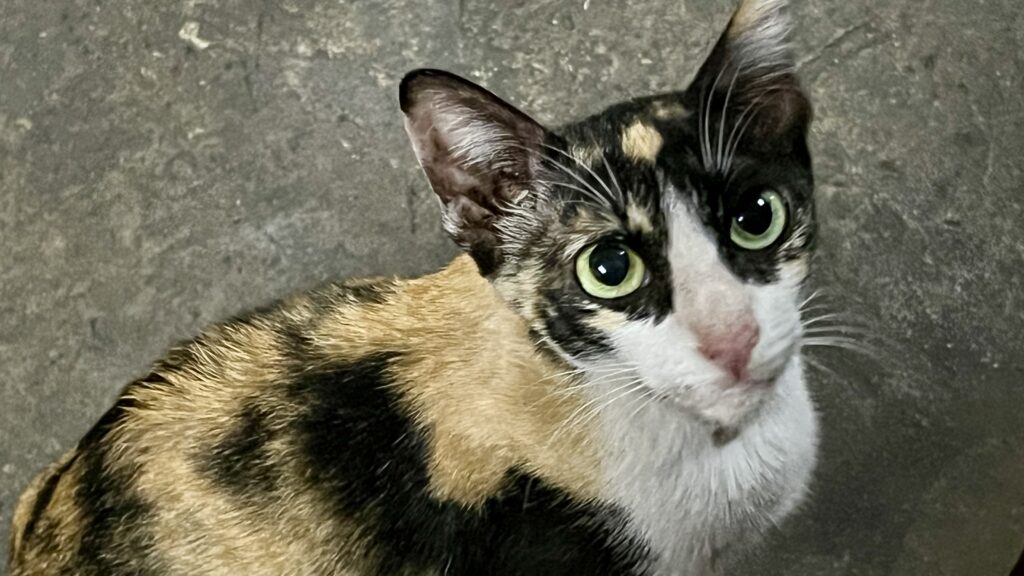 ルアンパバーンの猫、見上げている様子
