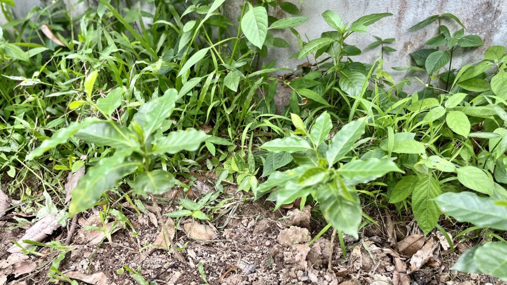 地面に植えてある、小さなコーヒーの木が3本