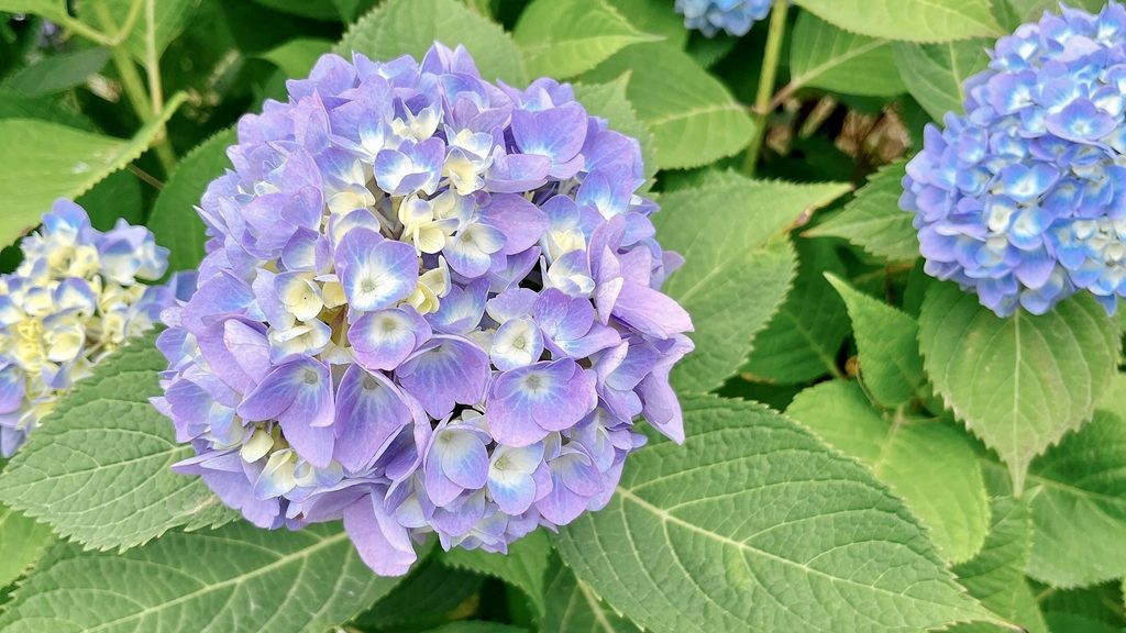 日本の紫陽花、紫と青色の花弁