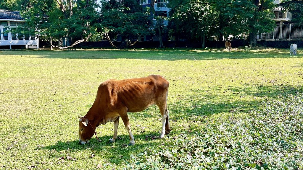 チェンマイで見かけた牛、敷地内の草を食べている様子