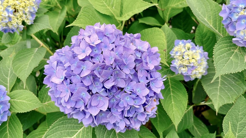 紫紫陽花の画像