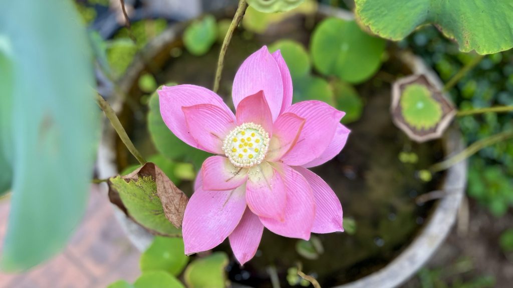 チェンマイ・ワットプラシンの敷地内の蓮の花